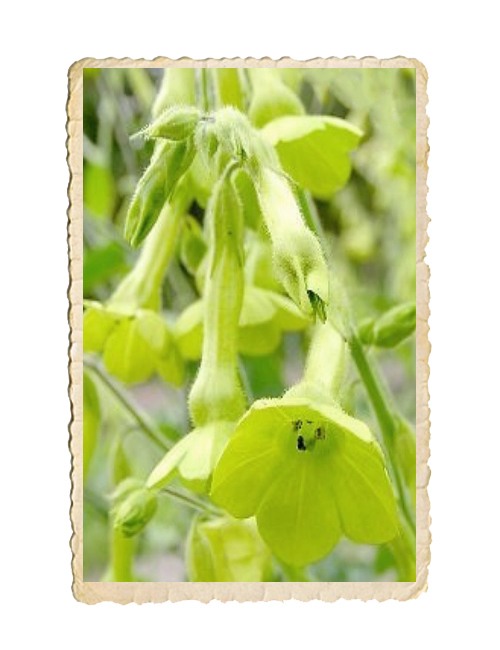 Stor blomstertobak Mojito - 3