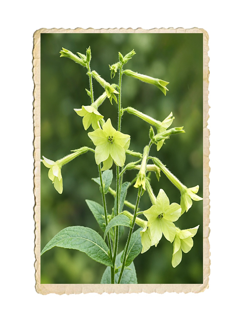 Stor blomstertobak Mojito