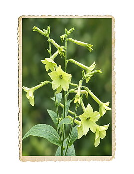 Stor blomstertobak Mojito