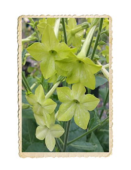 Stor blomstertobak Mojito