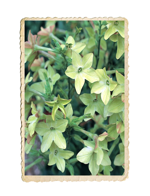 Blomstertobak Perfume Antique Lime