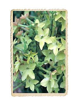 Blomstertobak Perfume Antique Lime