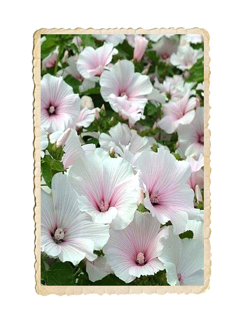 Sommarmalva New Dwarf Pink Blush - 3