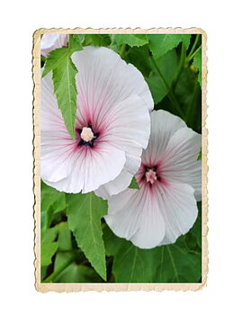 Sommarmalva New Dwarf Pink Blush
