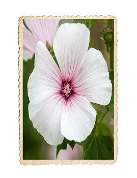 Sommarmalva New Dwarf Pink Blush