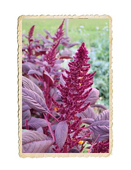 Blodamarant Velvet Curtains