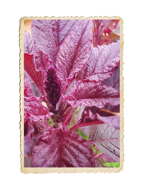 Blodamarant Velvet Curtains - 2