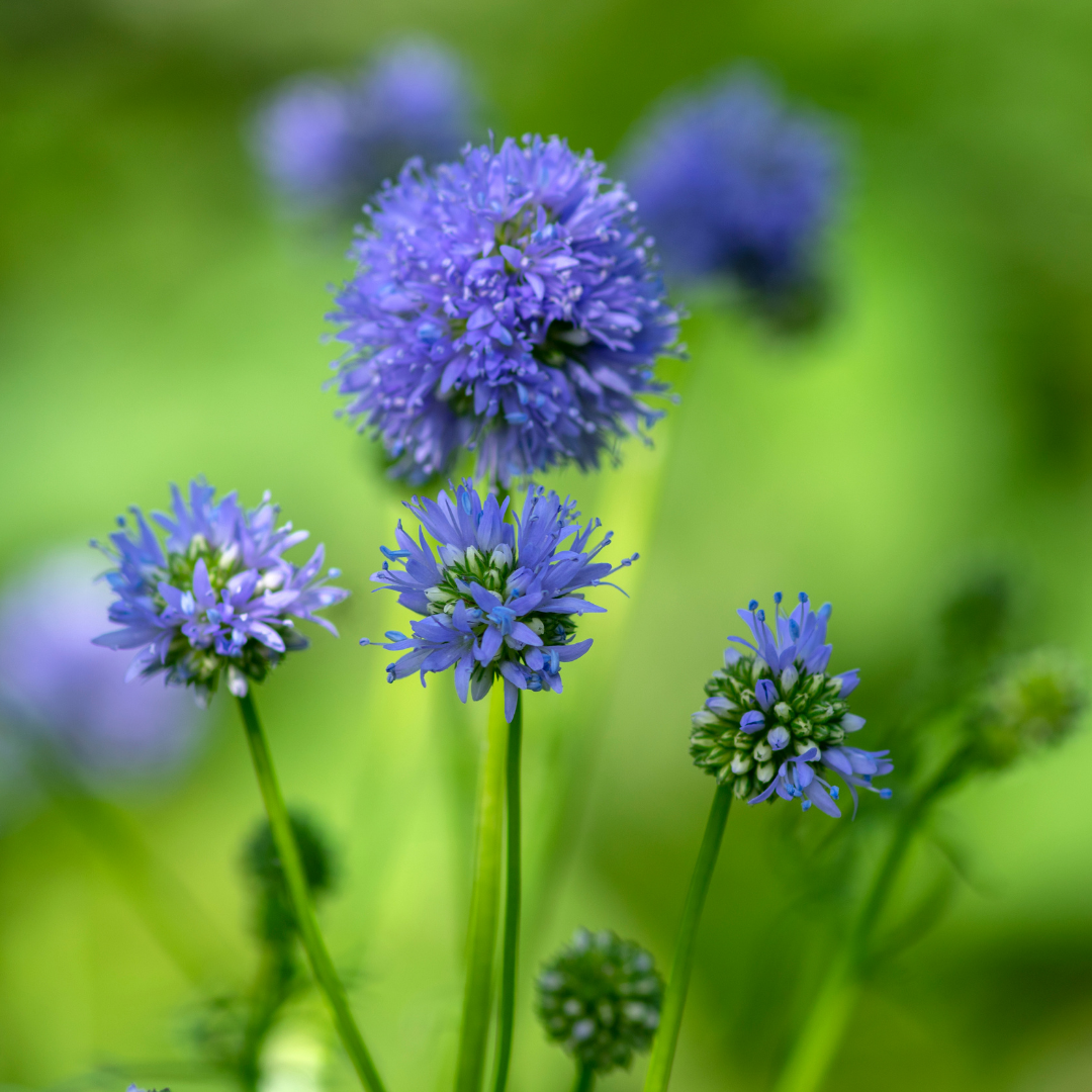 Bollgilia - Deep Blue