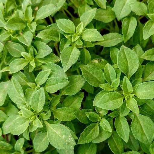 Småbladig Basilika - Fino Verde