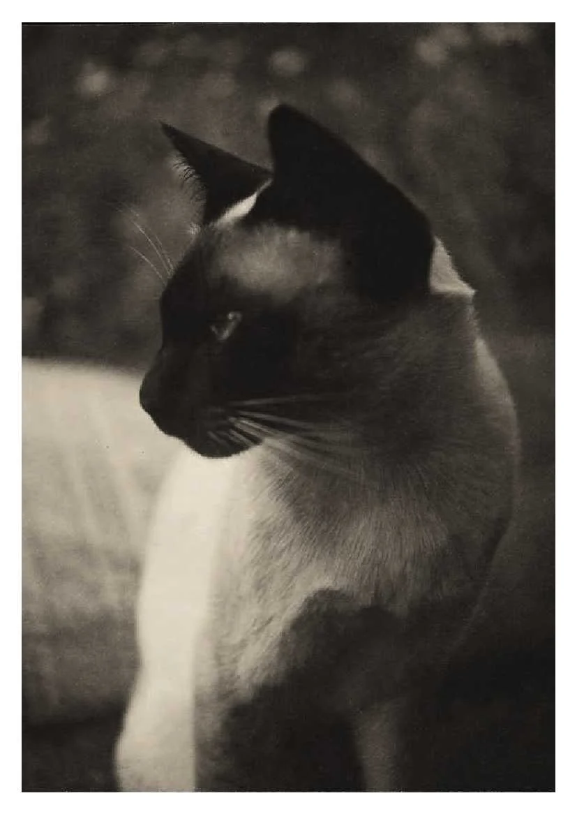 Cats - 50 Postcards - 6