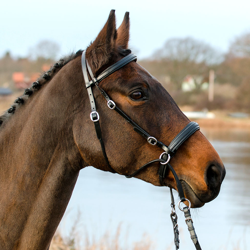 Bitless Bridle Crossunder Globus Winnetou