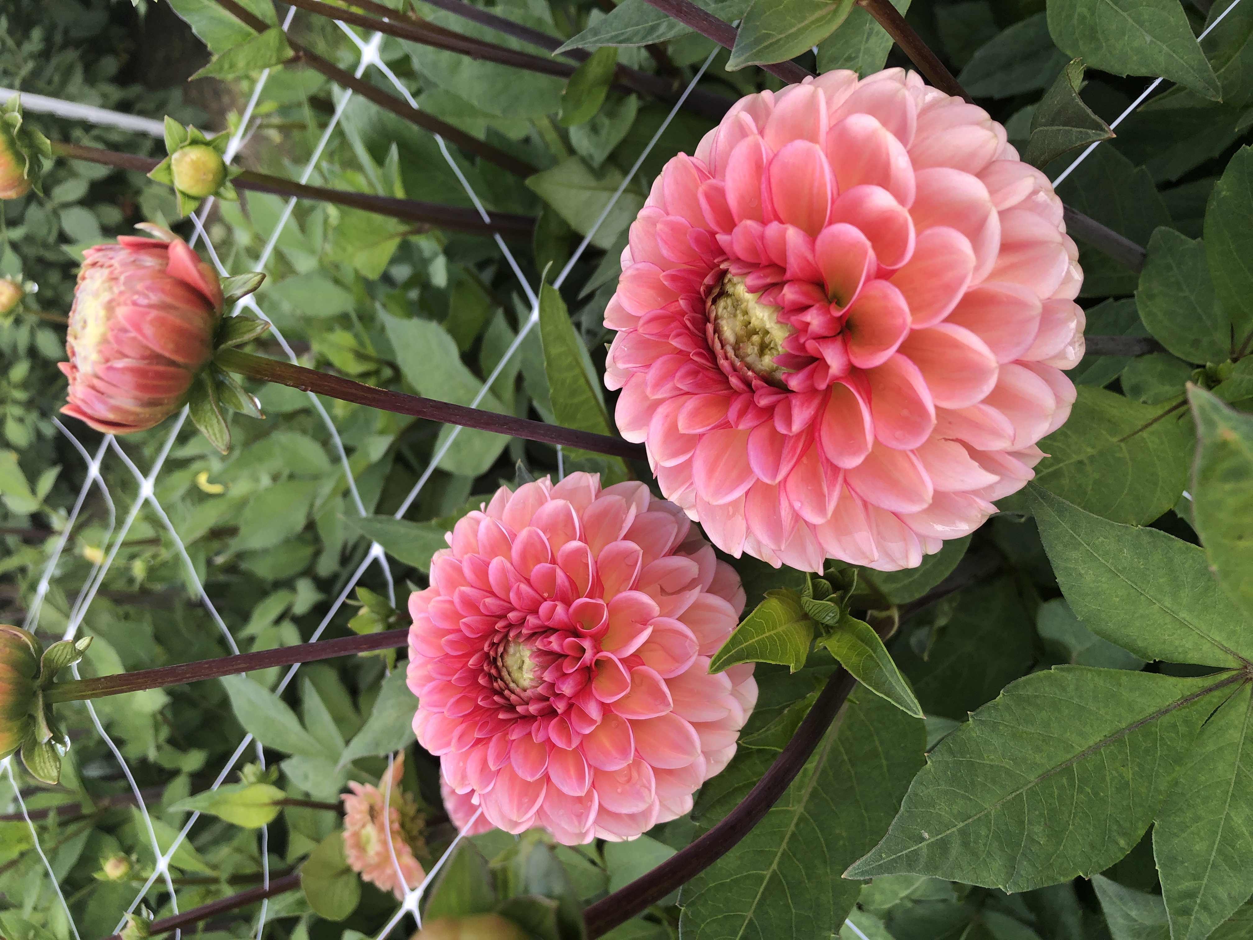Dahlia  mamma Bazuin Salmon Orange  5 frö
