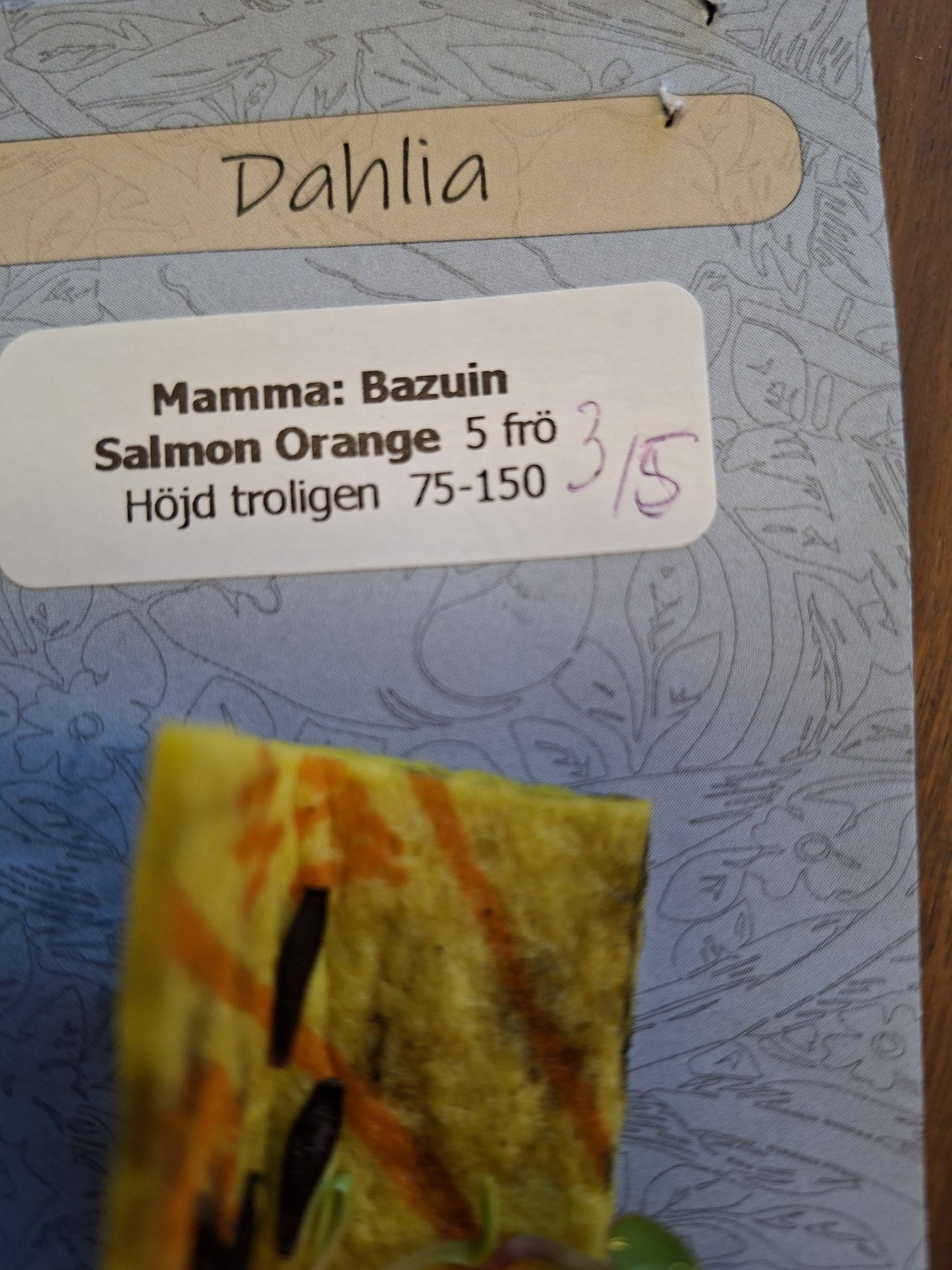 Dahlia  mamma Bazuin Salmon Orange  5 frö - 2
