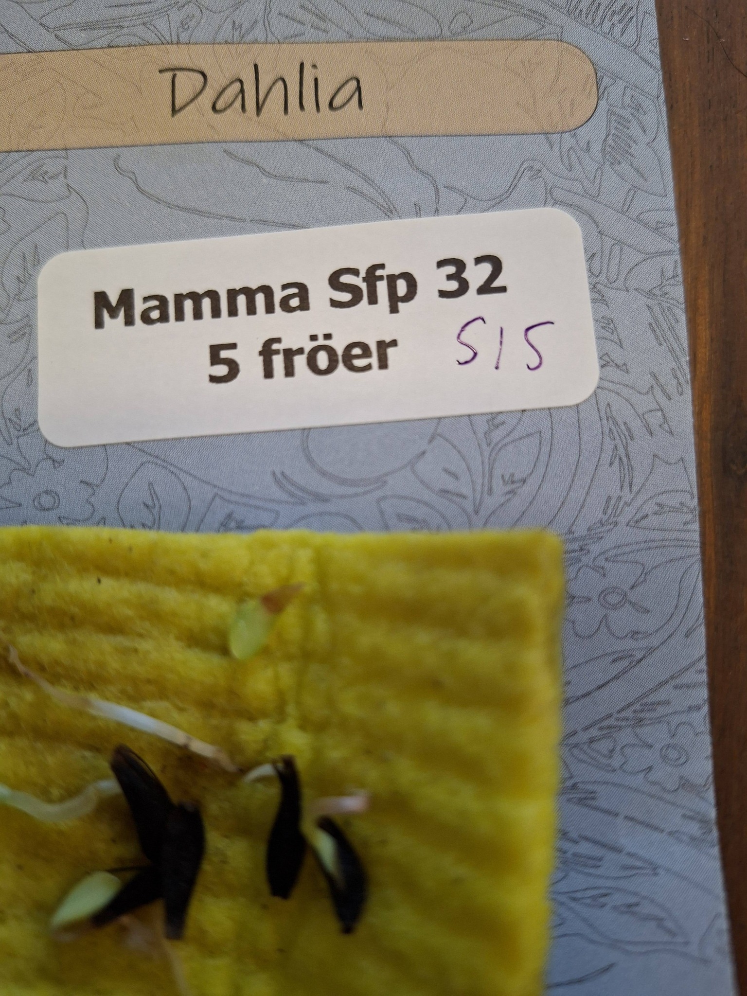 Frö mamma Sfp 32   5 frö - 2