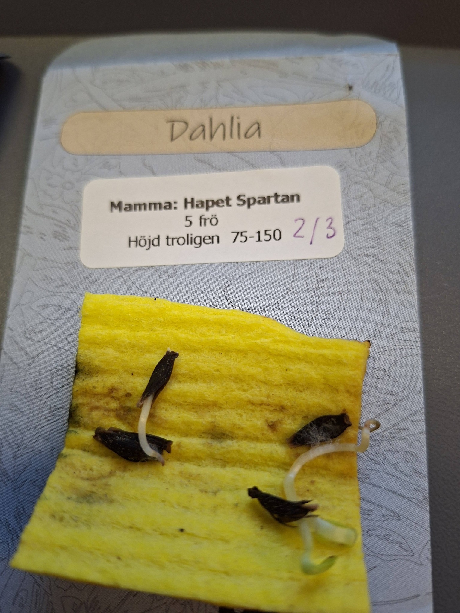 Frö mamma Hapet Spartan  5 frö - 2