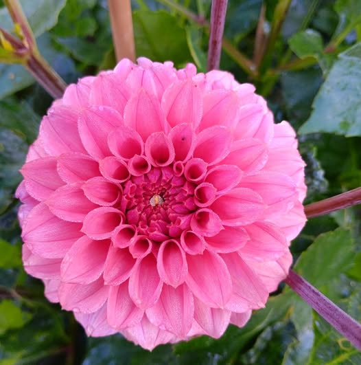 Sävar fröplant - Dahlia Chicken Legs Ka:s Keltie Rose, endast 1 per person