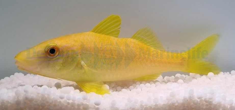 Parupeneus cyclostomus (reef safe)
