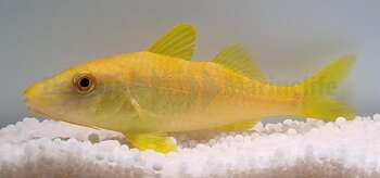 Parupeneus cyclostomus (reef safe)