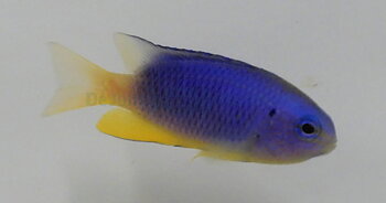 Pomacentrus Coelestis (reef safe)