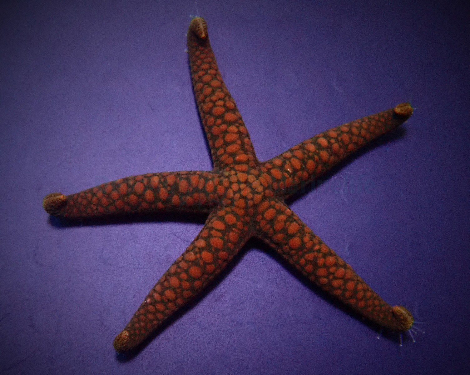 Nardoa spp. (reef safe)