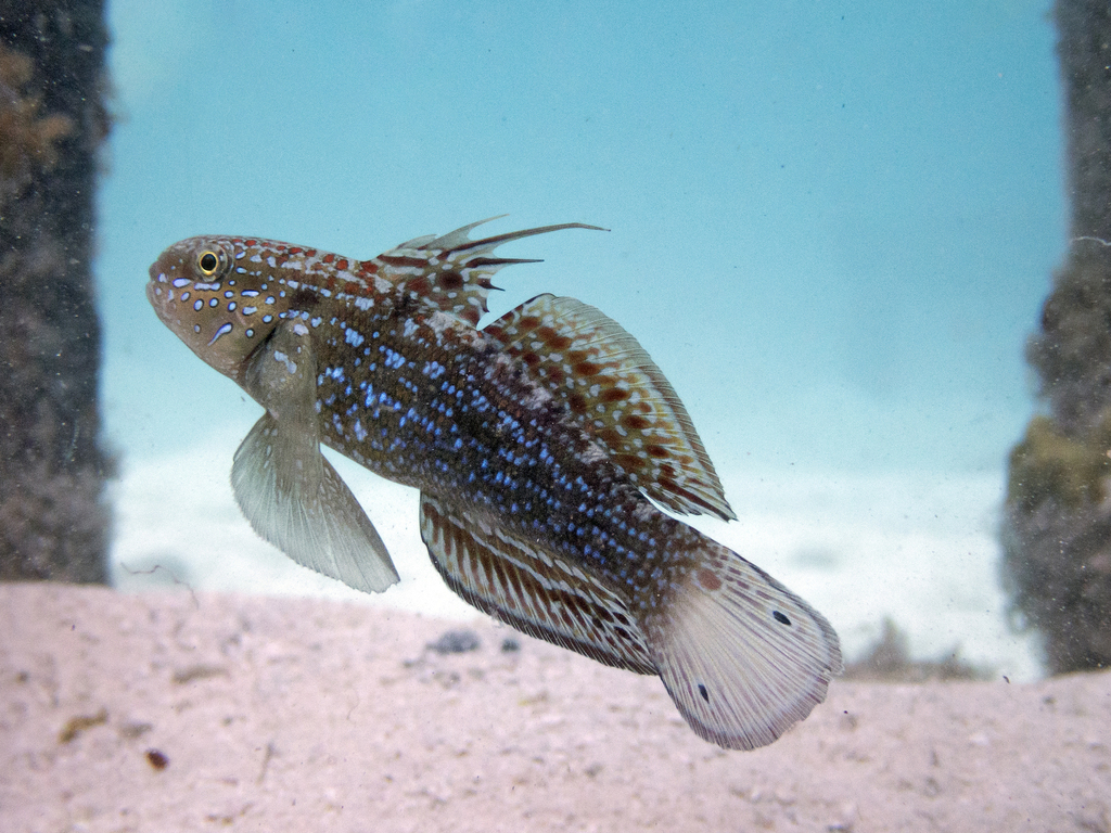 Amblygobius Semicinctus (reef safe)
