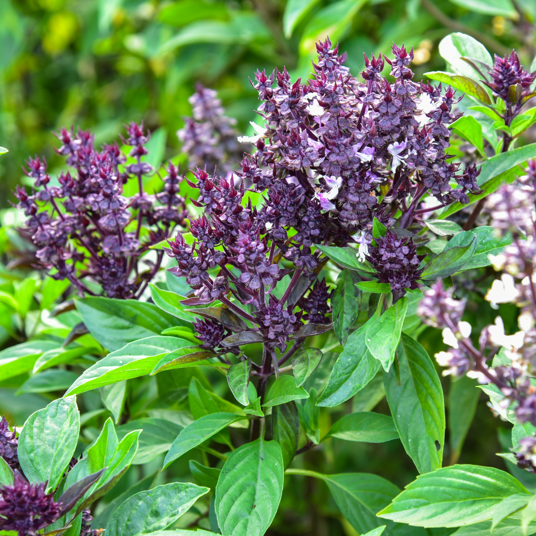 Thaibasilika - Siam Queen