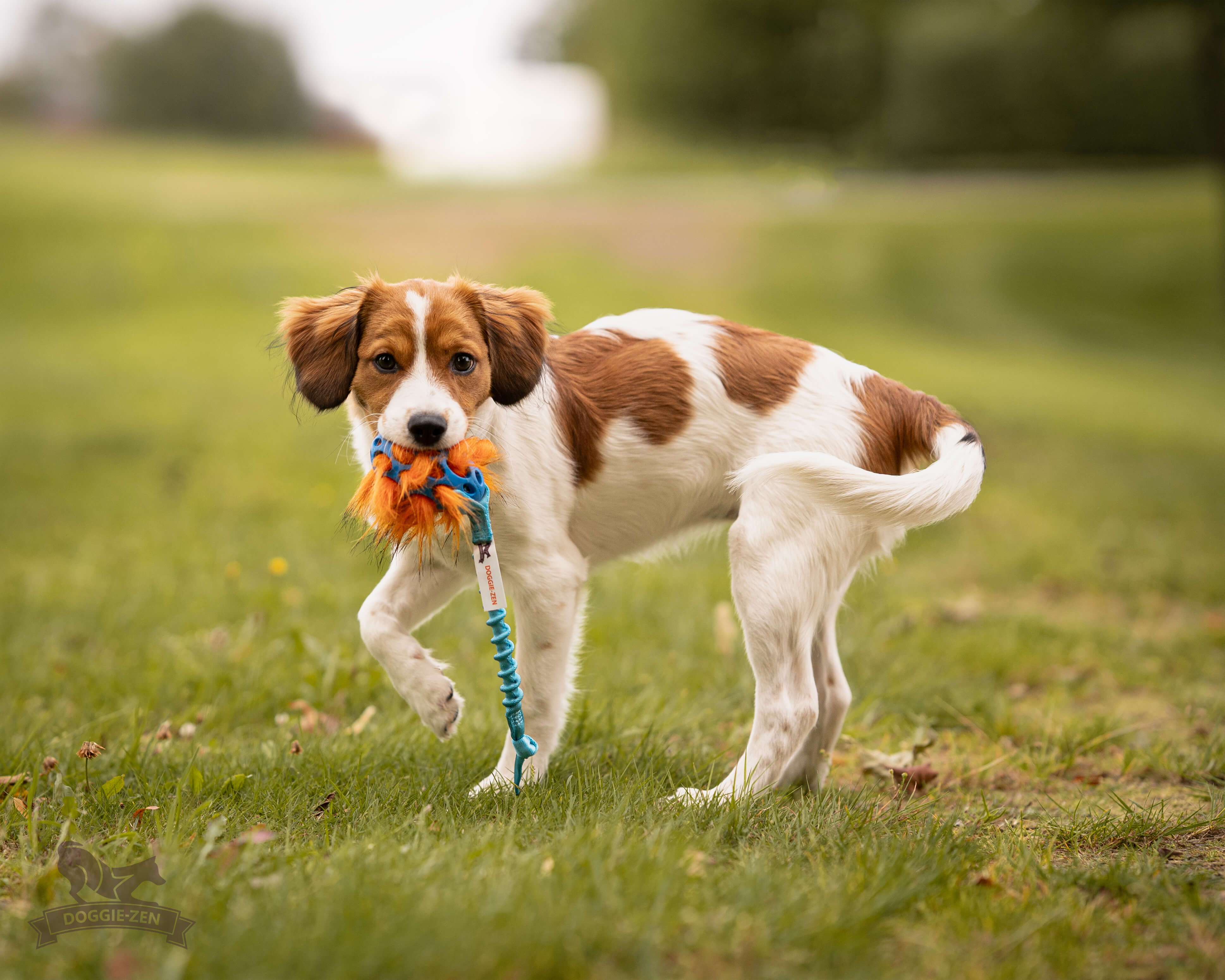 Bungee Knot Tug S with Hol-ee Football + Fake Fur Filling - 6