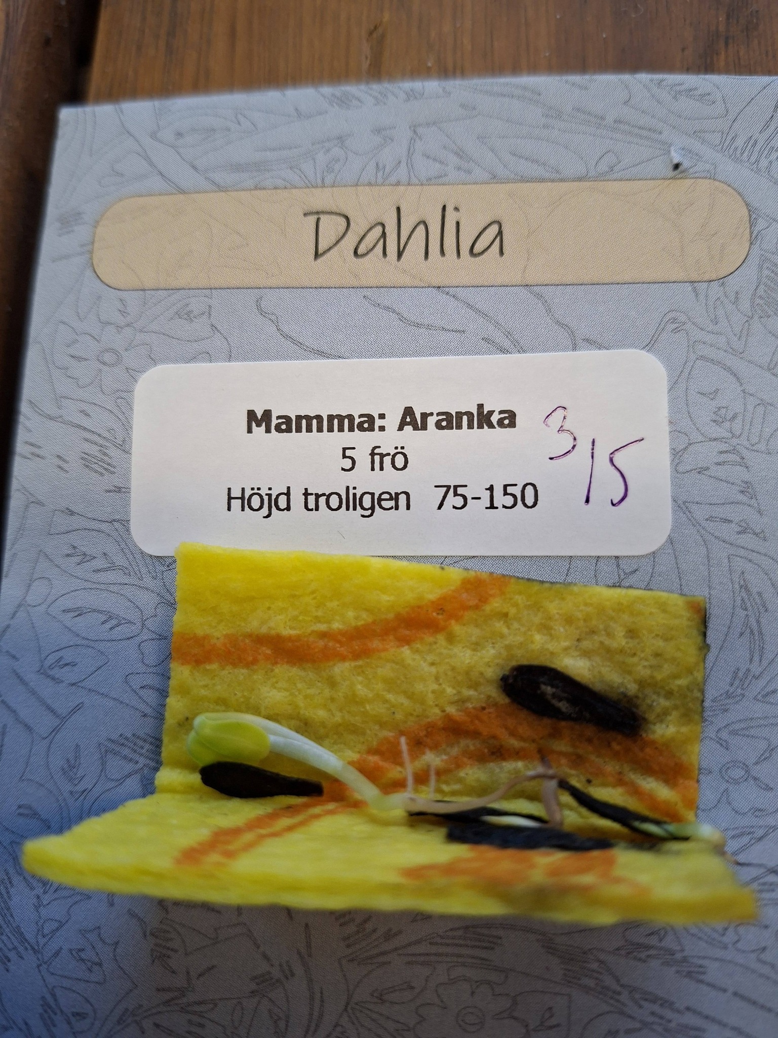 Frö mamma Aranka 5 frö - 2