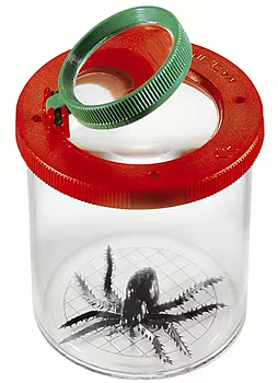 Insektsburk, Lupp - Kalikå