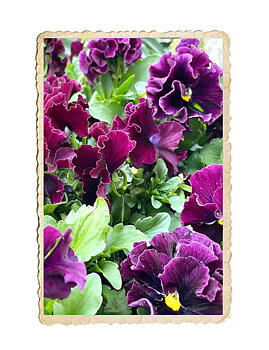 Pensé Frizzle Sizzle Burgundy