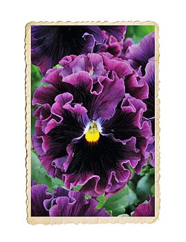 Pensé Frizzle Sizzle Burgundy
