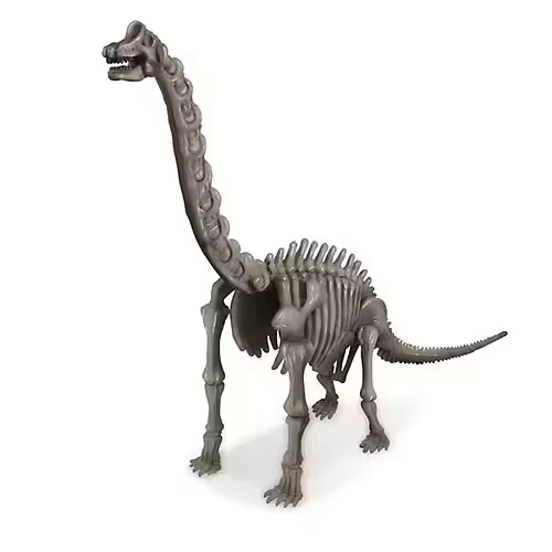 Kidz Labs Brachiosaurus Skeleton - Kalikå - 4