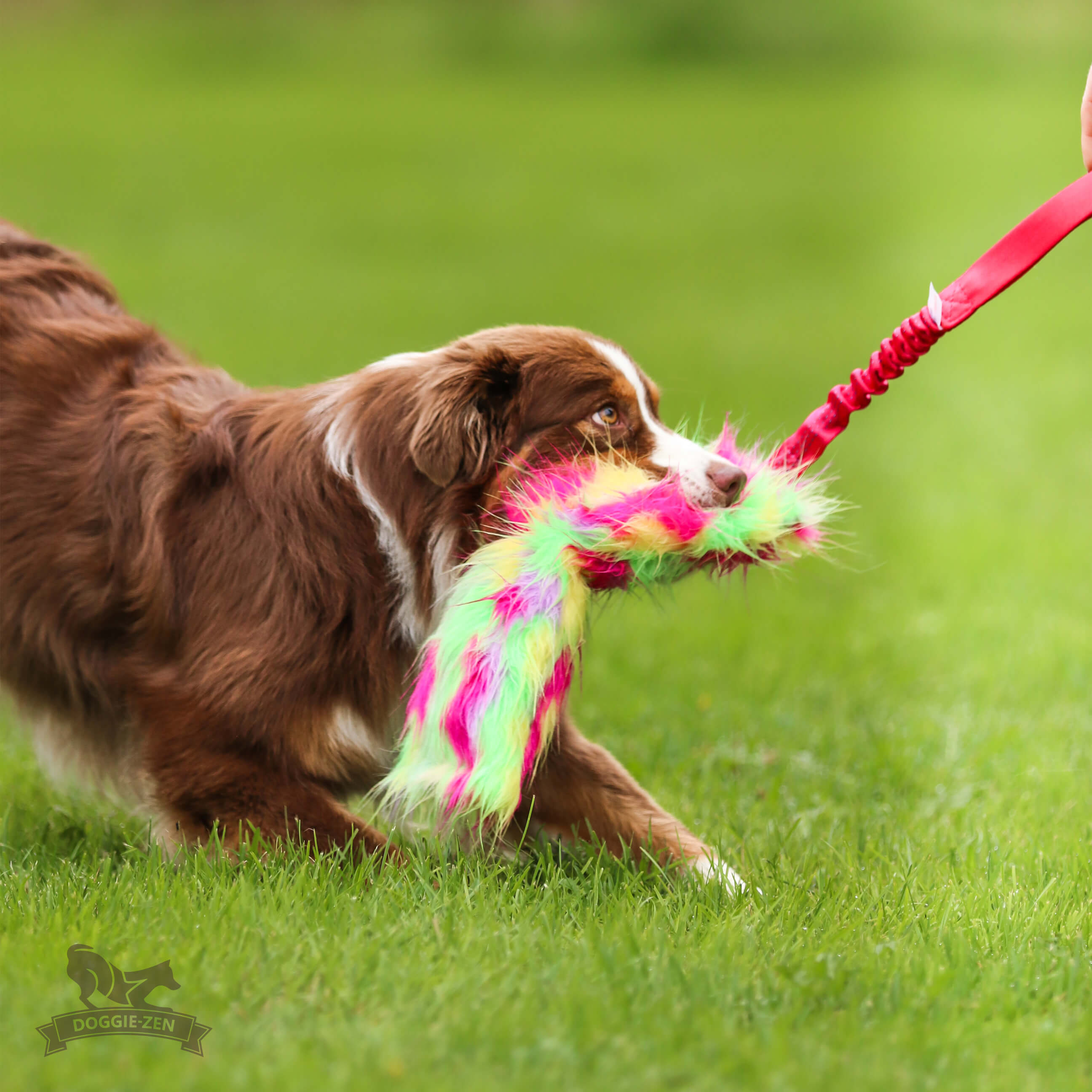 Bungee Crinkle Tug L - 3