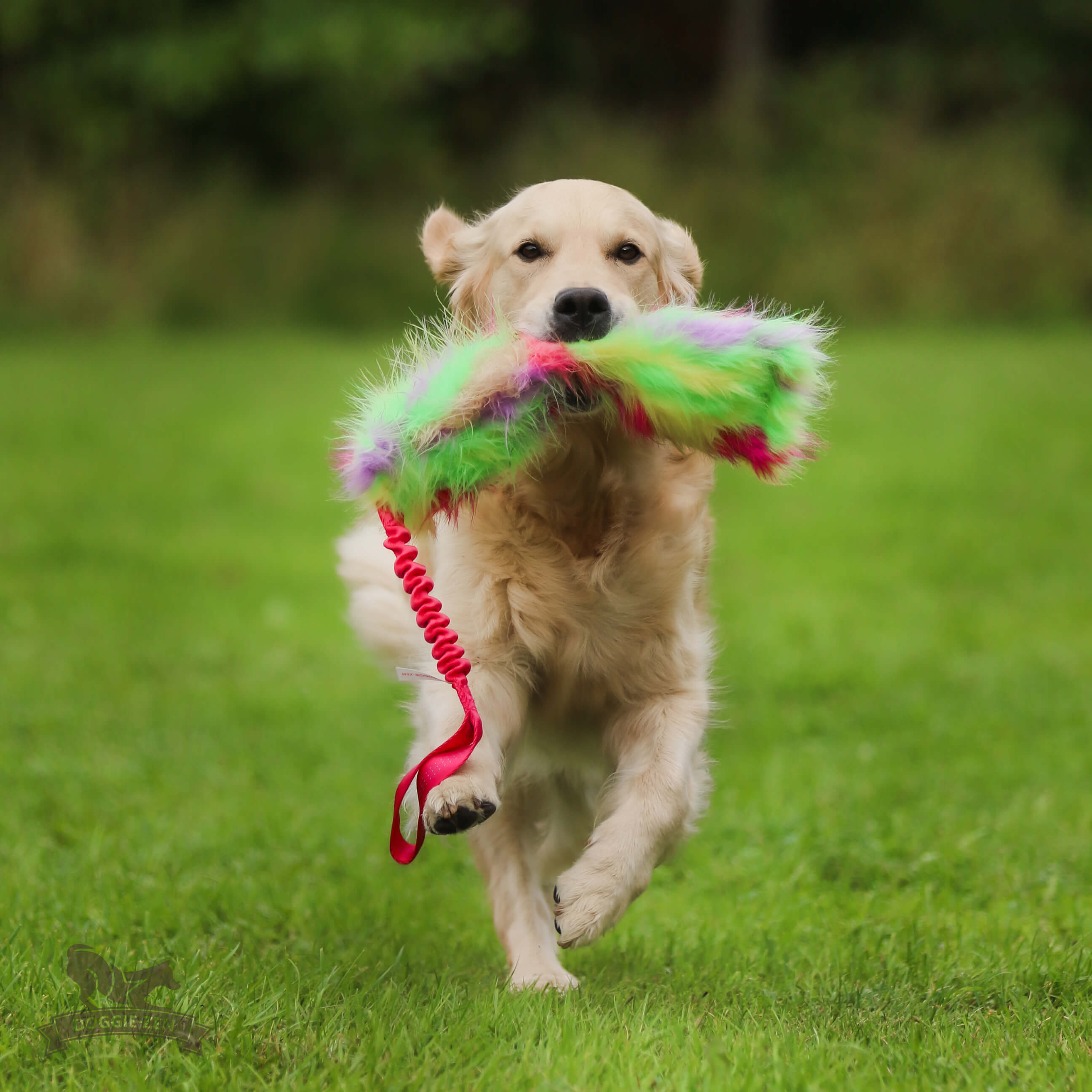 Bungee Crinkle Tug L - 6