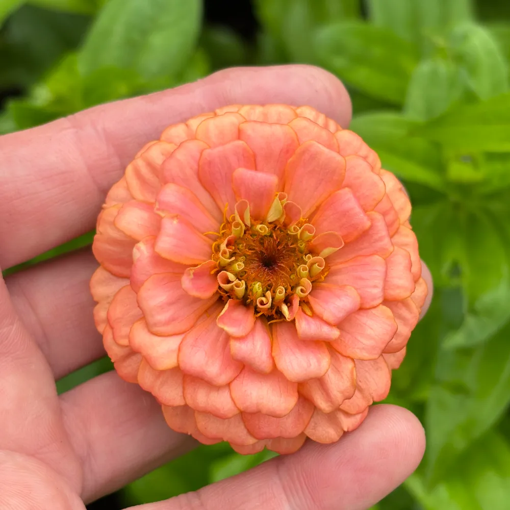 Zinnia 'Oklahoma Salmon'