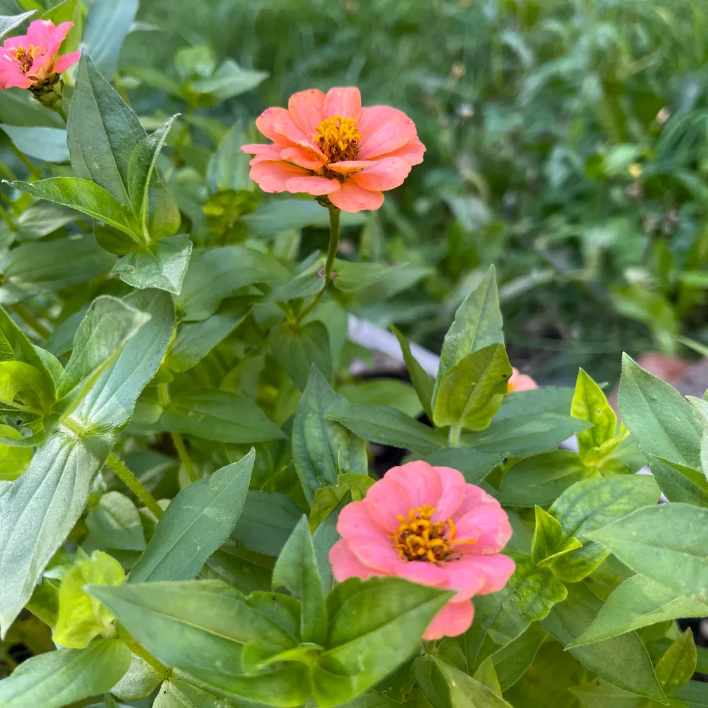 Zinnia 'Oklahoma Salmon'