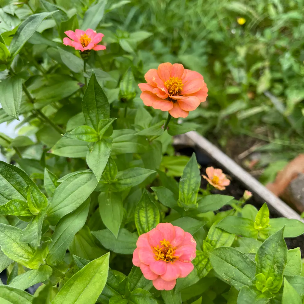 Zinnia 'Oklahoma Salmon' - 3
