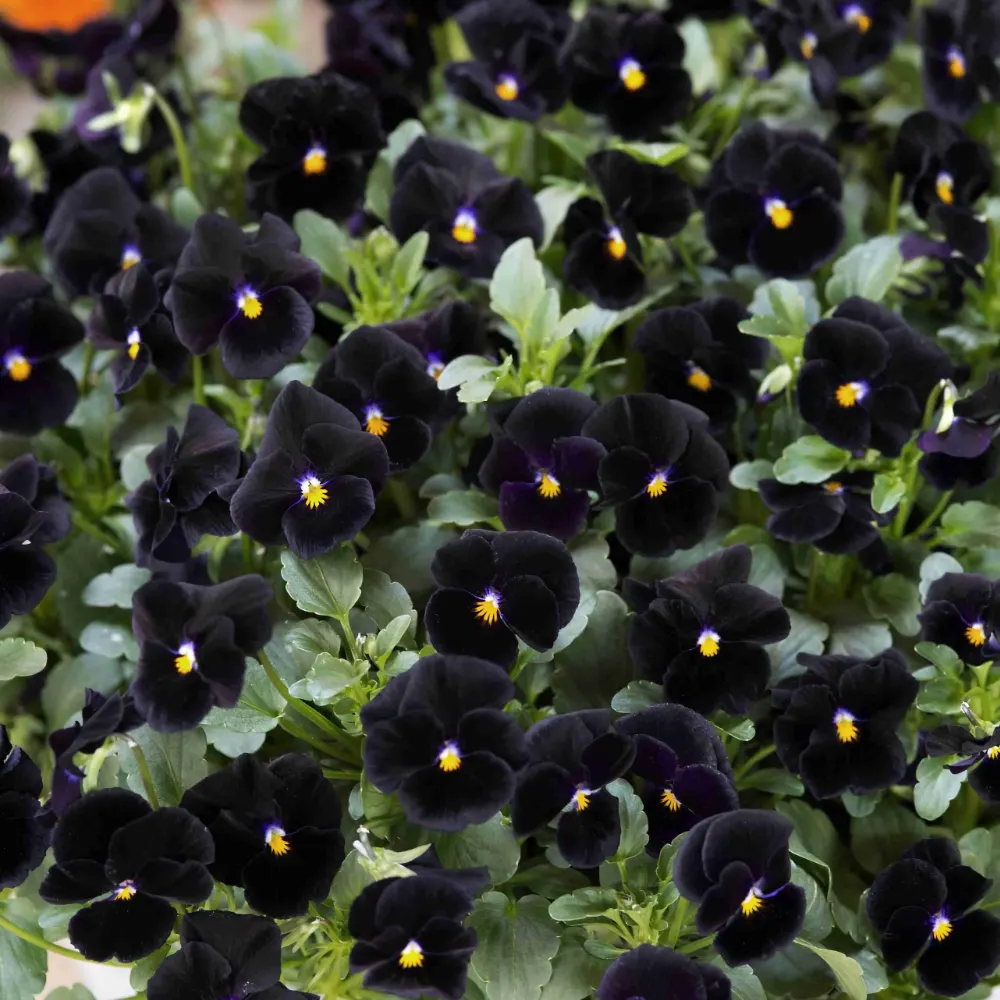 Pensé 'Back to Black' - 2
