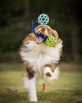 Rocket Bungee L Hol-ee Roller S