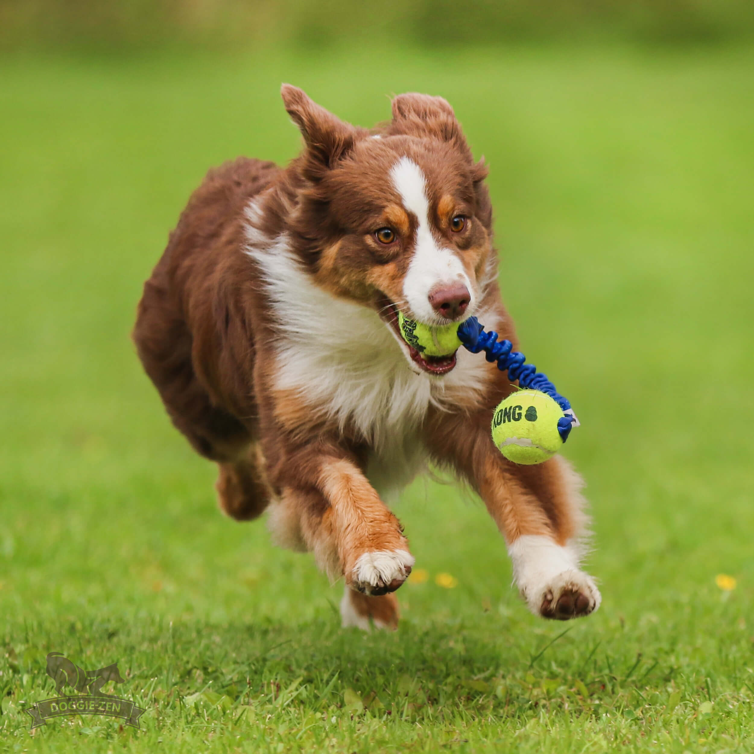 Rocket Bungee L KONG Air Squeaker Ball - 3