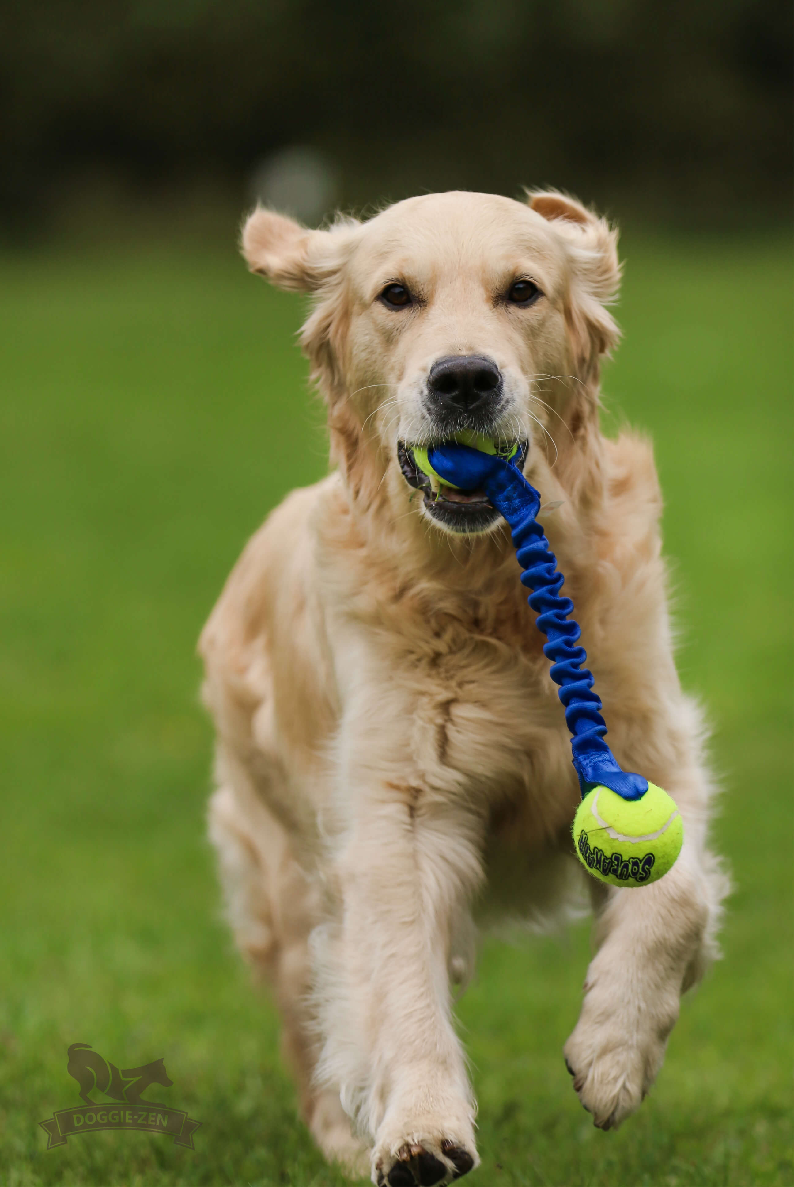 Rocket Bungee L KONG Air Squeaker Ball