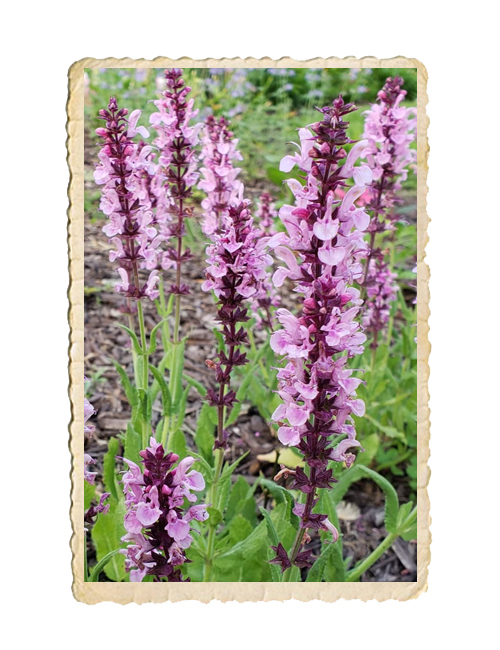 Stäppsalvia Rose Queen - 3