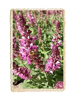 Stäppsalvia Rose Queen