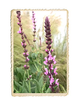 Stäppsalvia Rose Queen