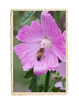 Rosenmalva