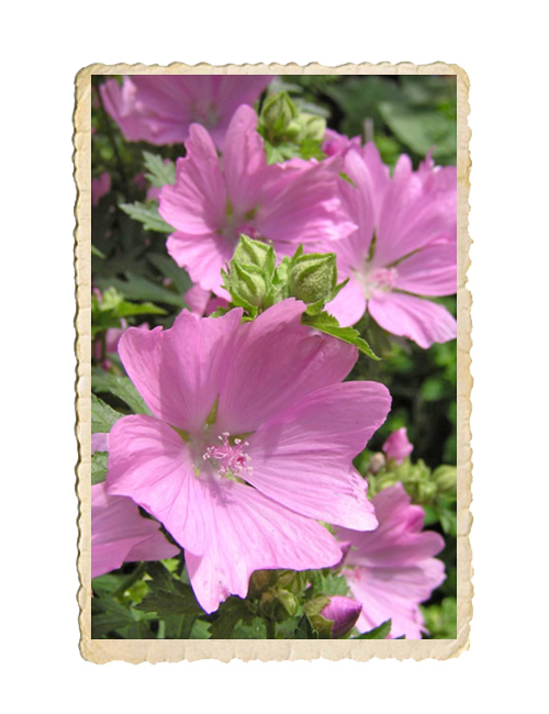 Rosenmalva