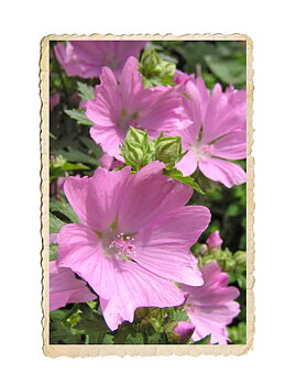 Rosenmalva