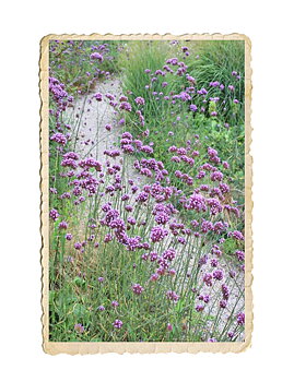 Jätteverbena 