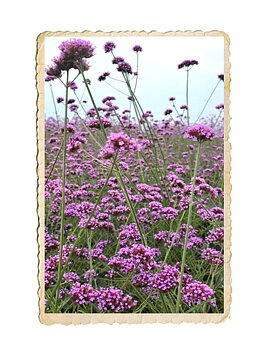 Jätteverbena 