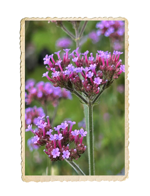 Jätteverbena  - 3